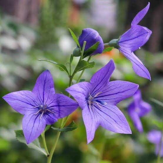 102 Blue Flower